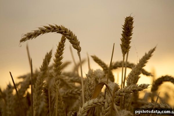 pg电子游戏旗下Allbet真人：新用户注册体验金领取与实战指南